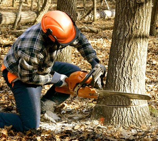 Tree Removal in Bristow, IN